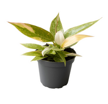 Lade das Bild in den Galerie-Viewer, Philodendron ﻿&#39;Ring of Fire&#39; - Root Houseplants
