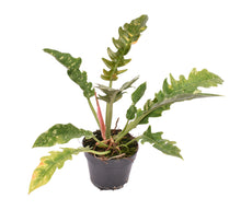 Lade das Bild in den Galerie-Viewer, Philodendron ﻿&#39;Ring of Fire&#39; - Root Houseplants
