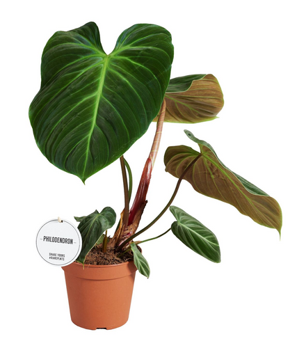 Philodendron rubrijuvenile (El Choco Red) - Root Houseplants