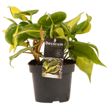 Load image into Gallery viewer, Philodendron scandens &#39;Brazil&#39; - Root Houseplants
