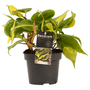 Philodendron scandens 'Brazil' - Root Houseplants