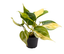 Load image into Gallery viewer, Philodendron scandens &#39;Brazil&#39; - Root Houseplants
