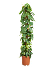 Load image into Gallery viewer, Philodendron scandens &#39;Brazil&#39; - Root Houseplants
