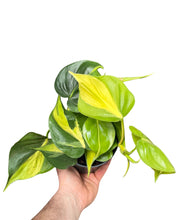 Load image into Gallery viewer, Philodendron scandens &#39;Brazil&#39; - Root Houseplants
