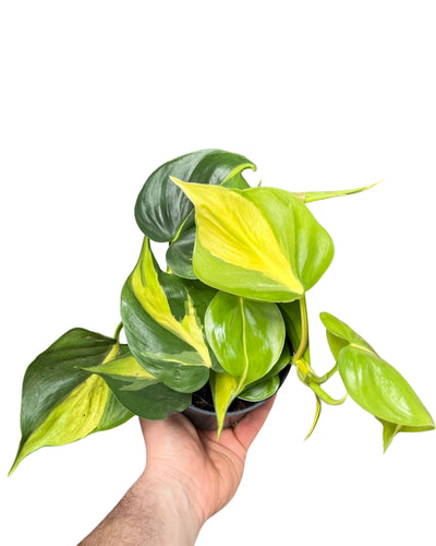 Philodendron scandens 'Brazil' - Root Houseplants