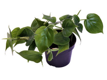 Load image into Gallery viewer, Philodendron scandens - Root Houseplants
