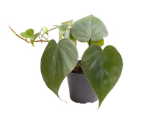 Load image into Gallery viewer, Philodendron scandens - Root Houseplants
