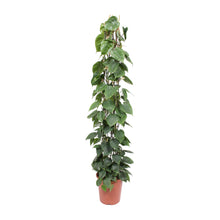 Load image into Gallery viewer, Philodendron scandens - Root Houseplants

