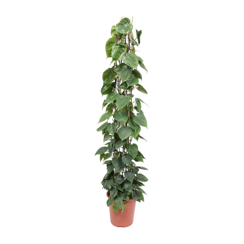 Philodendron scandens - Root Houseplants