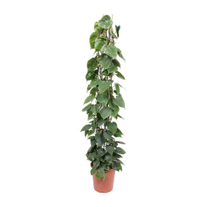 Philodendron scandens - Root Houseplants