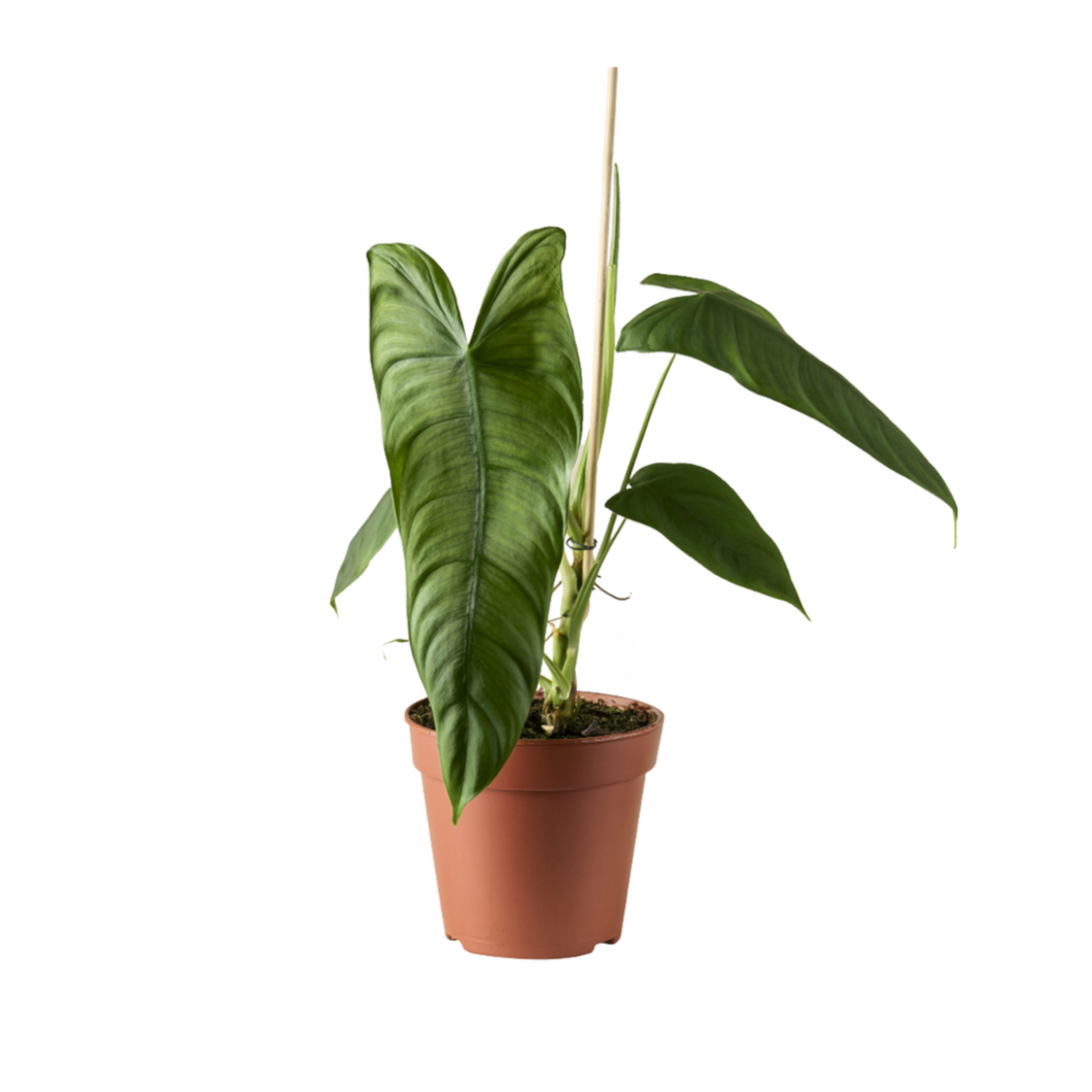 Philodendron sharoniae - Root Houseplants