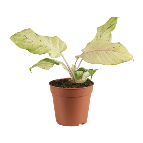 Philodendron 'Snowdrift' - Root Houseplants