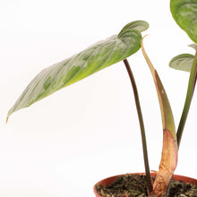 Load image into Gallery viewer, Philodendron sodiroi - Root Houseplants
