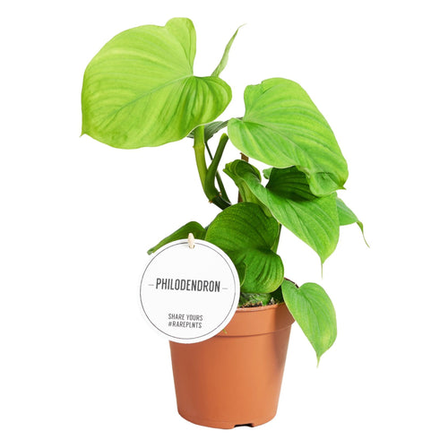Philodendron sp. Peru (Philodendron fibraecataphyllum) - Root Houseplants