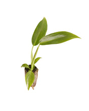 Load image into Gallery viewer, Philodendron spiritus sancti - Root Houseplants
