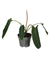 Load image into Gallery viewer, Philodendron spiritus sancti - Root Houseplants
