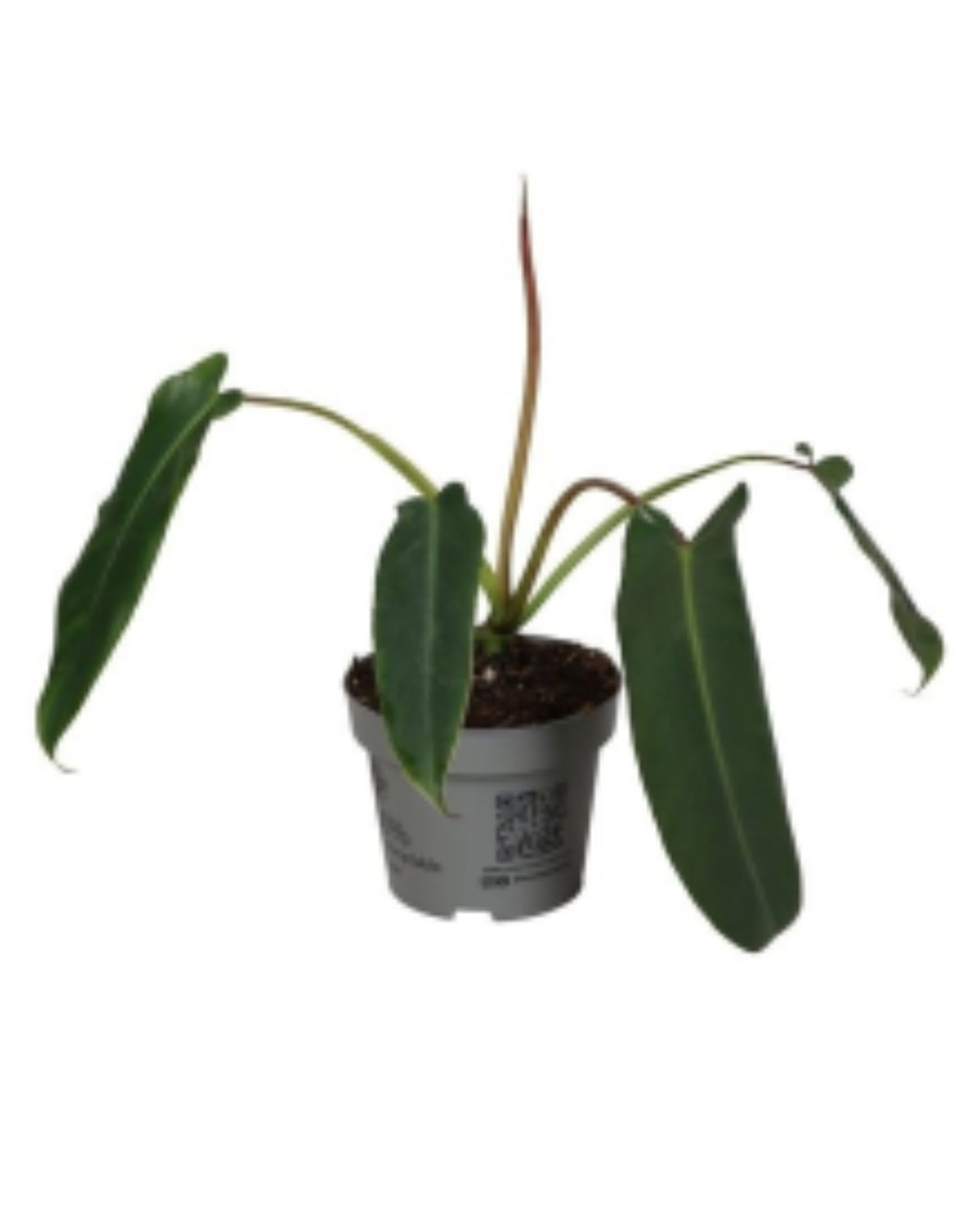 Philodendron spiritus sancti - Root Houseplants