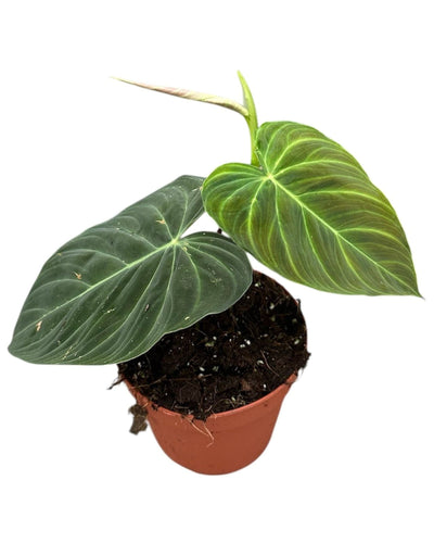 Philodendron 'Splendid' - Root Houseplants
