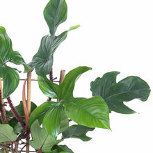 Lade das Bild in den Galerie-Viewer, Philodendron squamiferum - Root Houseplants
