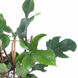 Philodendron squamiferum - Root Houseplants