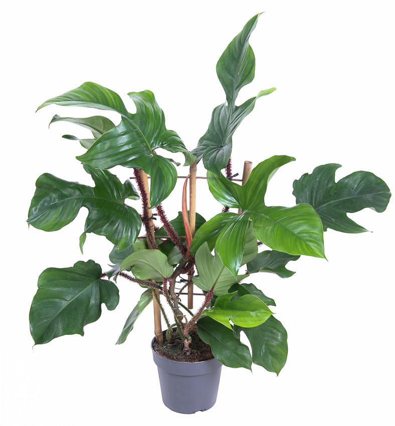 Philodendron squamiferum - Root Houseplants