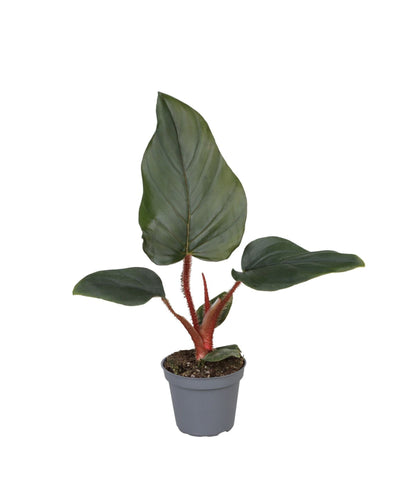 Philodendron Squamiferum x Serpens - Root Houseplants