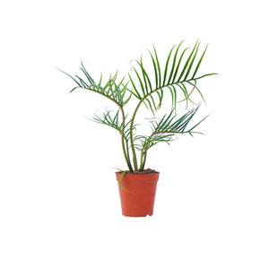 Philodendron tortum - Root Houseplants
