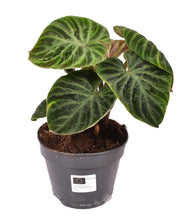 Charger l&#39;image dans la galerie, Philodendron verrucosum - Root Houseplants
