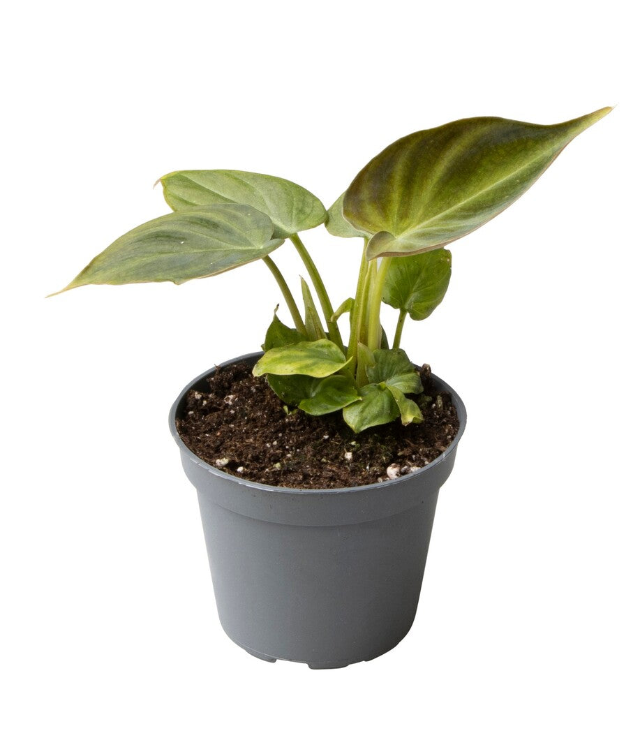 Philodendron verrucosum - Root Houseplants
