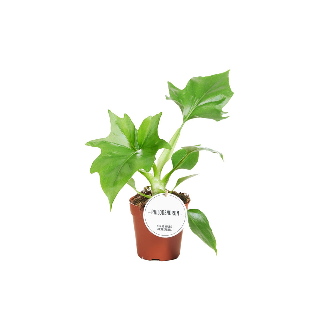 Philodendron Warszewiczii - Root Houseplants