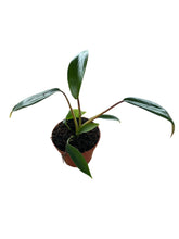 Load image into Gallery viewer, Philodendron x joepii - Root Houseplants
