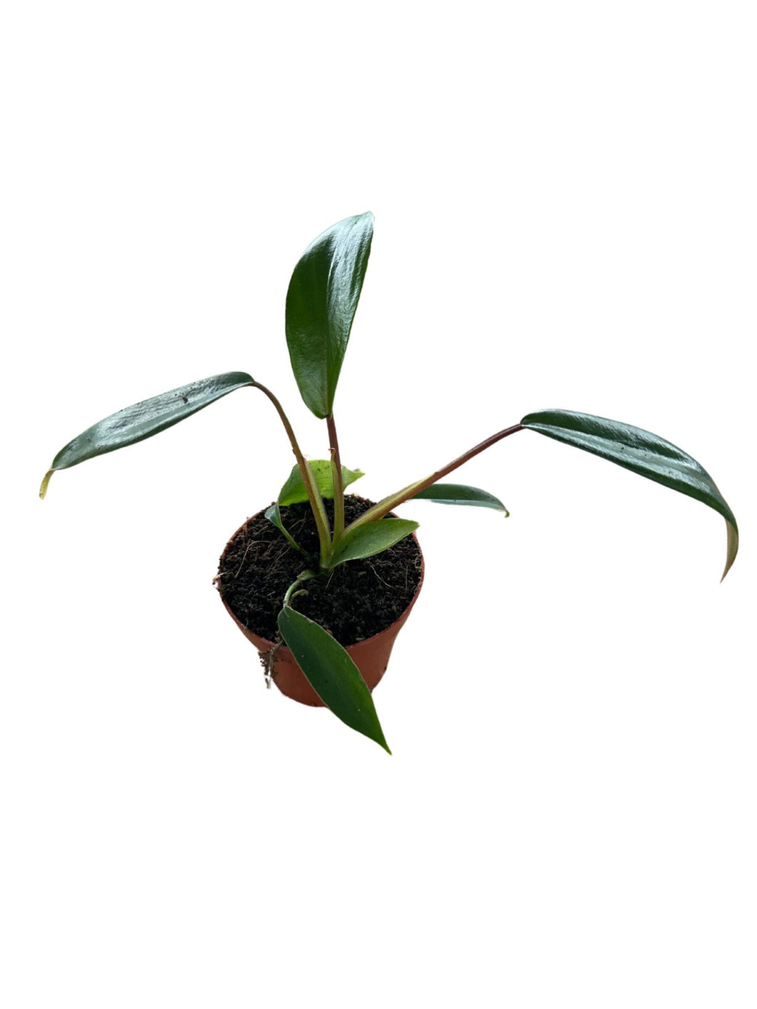 Philodendron x joepii - Root Houseplants
