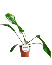 Load image into Gallery viewer, Philodendron x joepii - Root Houseplants
