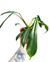 Load image into Gallery viewer, Philodendron x joepii - Root Houseplants
