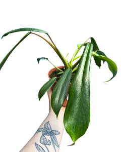 Philodendron x joepii - Root Houseplants