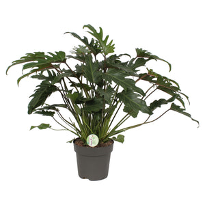 Philodendron xanadu - Root Houseplants