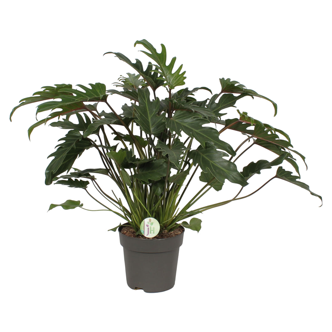 Philodendron xanadu - Root Houseplants