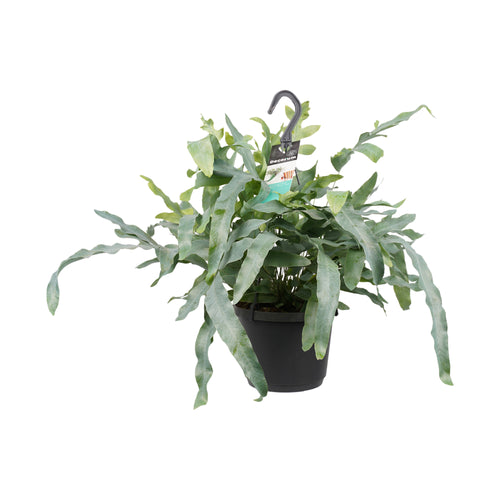 Phlebodium aureum - Root Houseplants