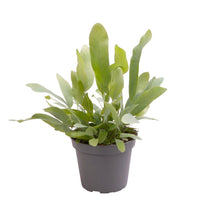 Lade das Bild in den Galerie-Viewer, Phlebodium aureum - Root Houseplants
