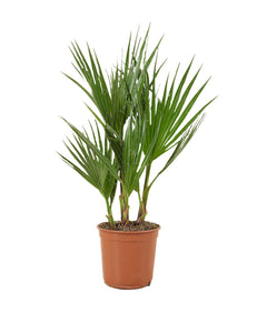 Phoenix canariensis - Root Houseplants