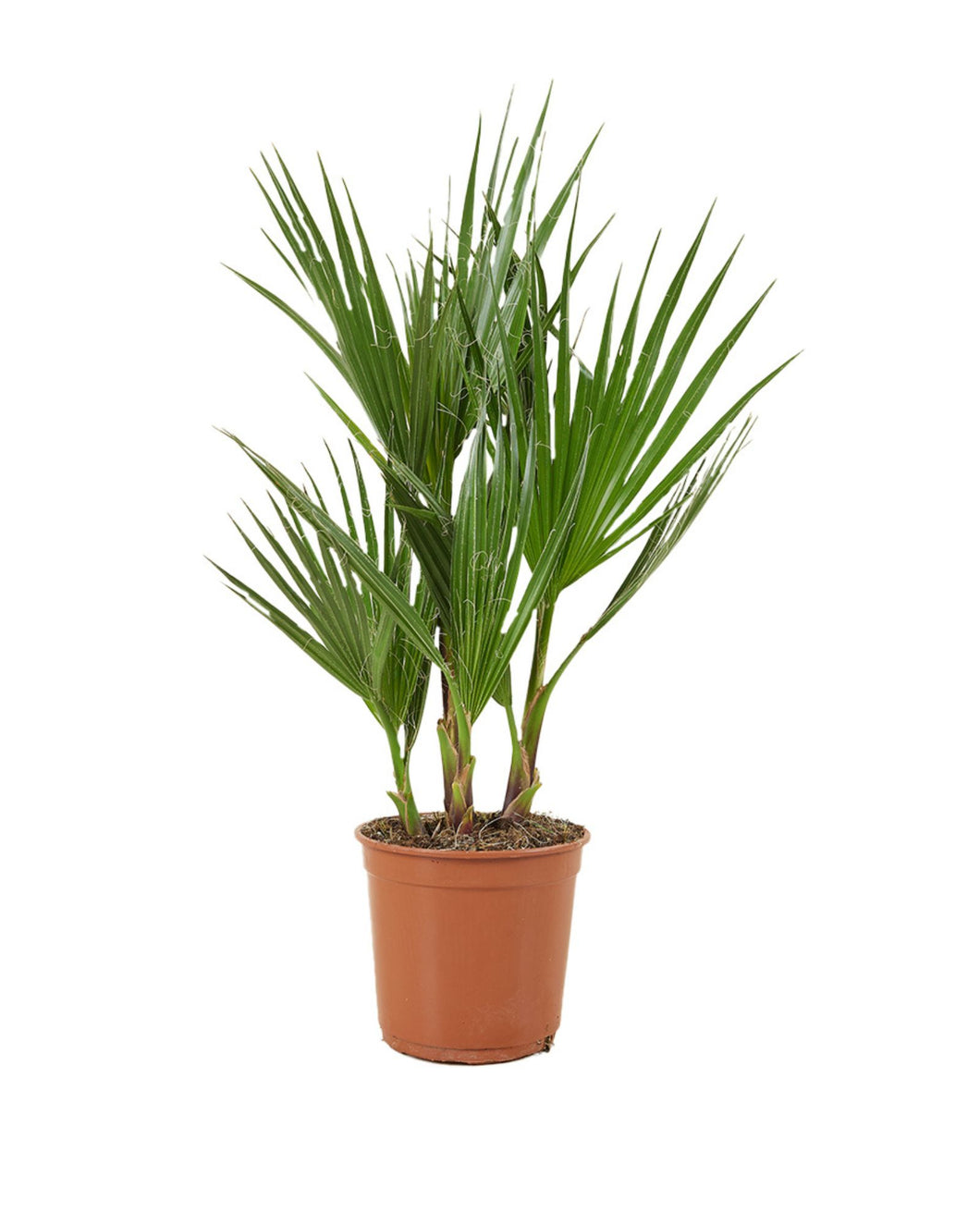 Phoenix canariensis - Root Houseplants