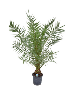 Phoenix canariensis - Root Houseplants