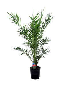 Phoenix canariensis - Root Houseplants