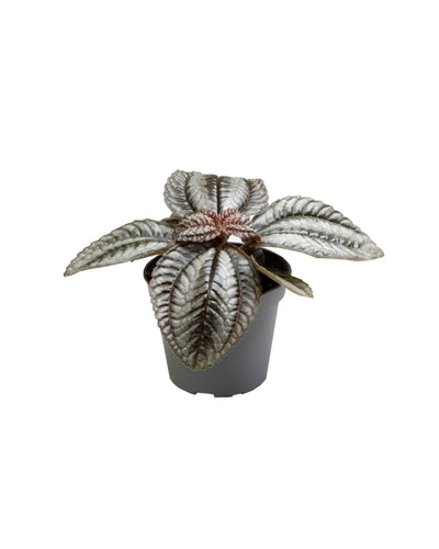 Pilea involucrata 'Norfolk' - Root Houseplants