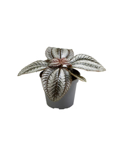 Pilea involucrata 'Norfolk' - Root Houseplants