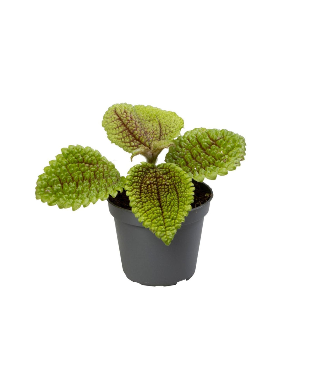 Pilea 'Moon Valley' - Root Houseplants