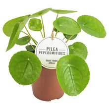 Lade das Bild in den Galerie-Viewer, Pilea peperomioides - Root Houseplants
