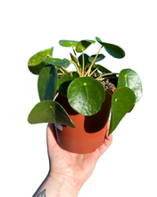 Lade das Bild in den Galerie-Viewer, Pilea peperomioides - Root Houseplants
