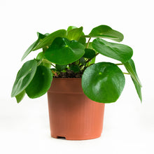 Lade das Bild in den Galerie-Viewer, Pilea peperomioides - Root Houseplants

