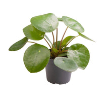 Lade das Bild in den Galerie-Viewer, Pilea peperomioides - Root Houseplants
